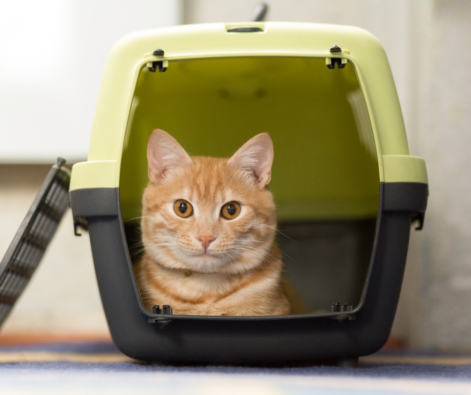 cat in the carrier