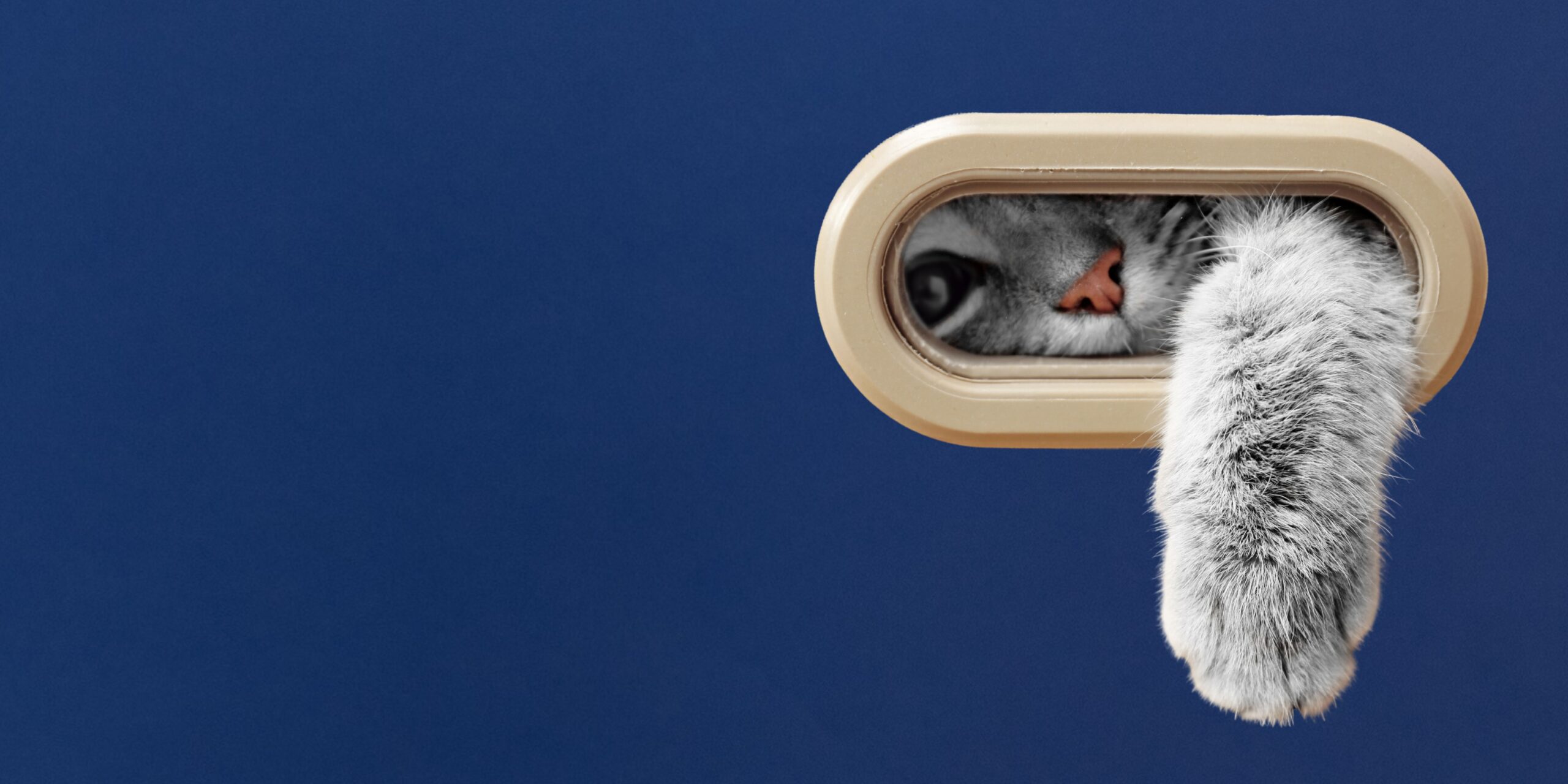 Blog-banner-Just-cats-3-scaled
